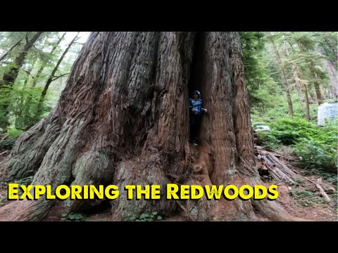 Exploring the Redwoods