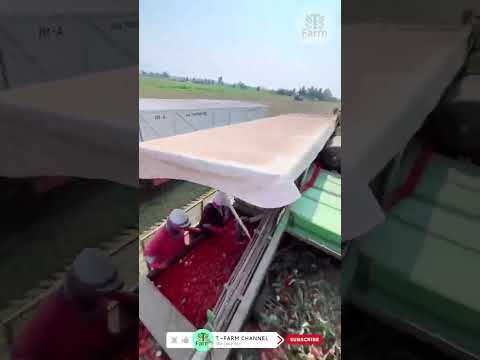 Modern Bell Farm #agriculture #shorts