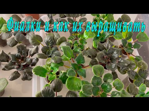 Фиалки. Выращивание. Все моменты