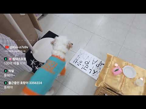 통닭천사 회사 집들이 방송