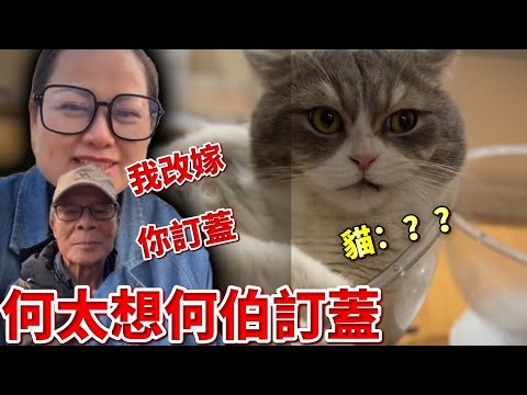 何太直言等何伯死 想快點另嫁他人🙀何伯稱加拿大徒弟排隊等佢過去！三隻貓模仿何太口音拍日常：冬瓜首次似人動作坐下 成功被拍😆可愛到不得了，喵～
