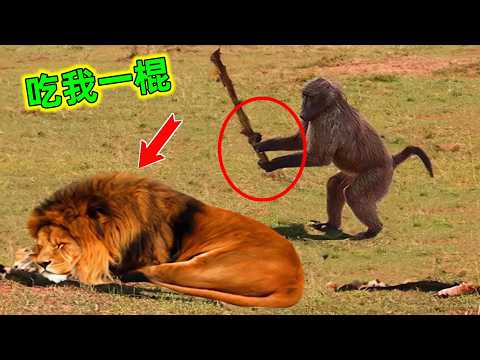這些高智商動物被譽為「獅王剋星」，原來獅子也有害怕的時候#獅子剋星 #獅子大戰 #獅子 #世界之最 #王宇觀地球