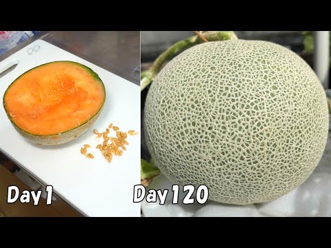 How to grow cantaloupe from store-bought cantaloupe using a small amount of soil