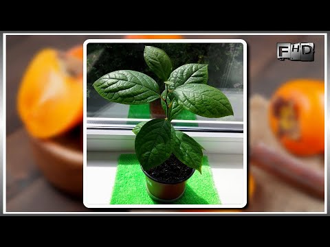 How to grow Persimmon "Chocolate Kinglet" from seeds at home - (part 3)