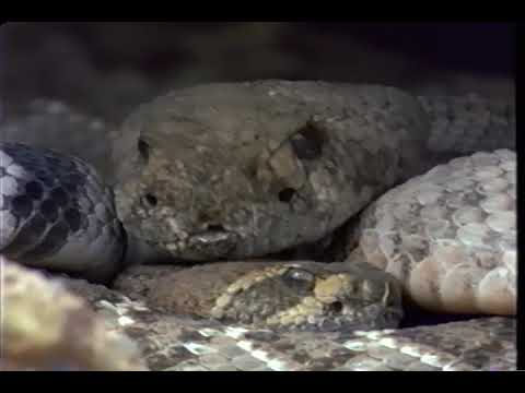 Sonoran Desert: A Violent Eden - National Geographic VHS