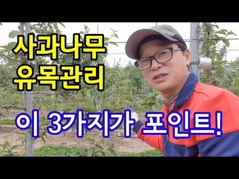 사과나무 유목관리, 이 세 가지가 핵심 포인트! (유목관리, 유인, 적심)