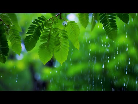 자연과 함께하는 힐링명상 🌳 새소리·물소리·숲속음악으로 깊은 휴식 유도