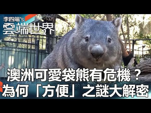 Australia's Cute Wombats in Crisis? The mystery of why it's “convenient” is solved.