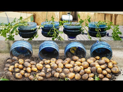 How To Grow Potatos At Home