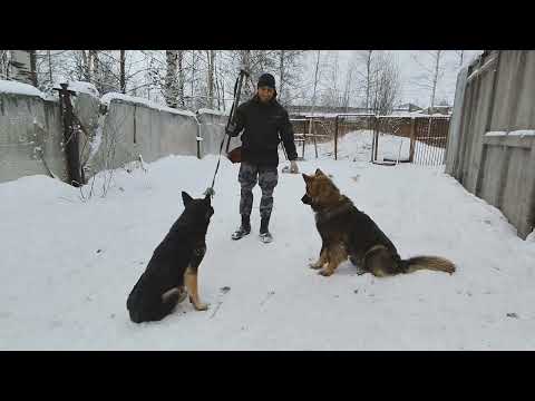 Тренировка устойчивости к стрессу и способности переключаться между возбуждением и торможением