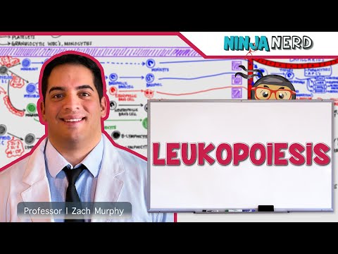 Hematology | Leukopoiesis: White Blood Cell Formation
