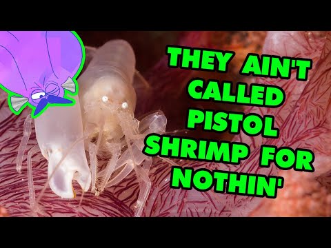 Pistol Shrimp Are One of the Loudest Animals in the World | Alien Ocean