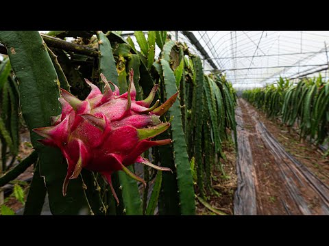 专家带来超实用的火龙果种植技术教程，从此告别品相差、甜度低！丨「乡聚中国年·产业篇」20220124