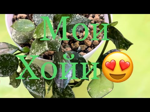 Все мои Хойи 🌿🙂#хойяуходполив