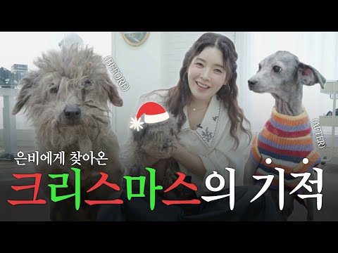 영하의 날씨에 버려진 누더기 실버푸들 미용했어요🩷