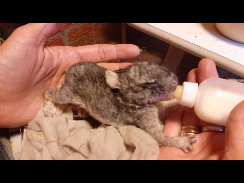 Как выкормить новорождённых крольчат и чем.