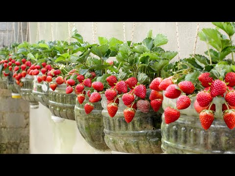 I Started With Nothing... Now I Have More Strawberries Than I Can Eat!