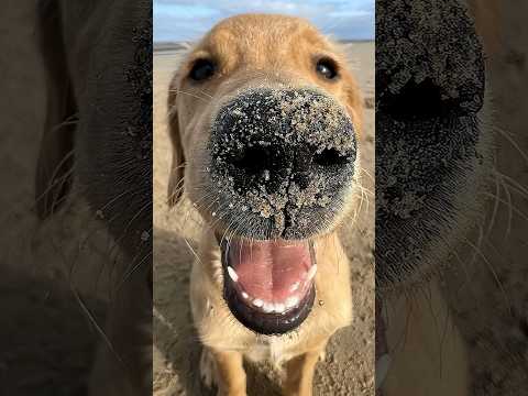 Funniest cat and dog videos #cats #funnyvideo #meme #funnyanimals #funnycats #funnydogs #shorts #dog