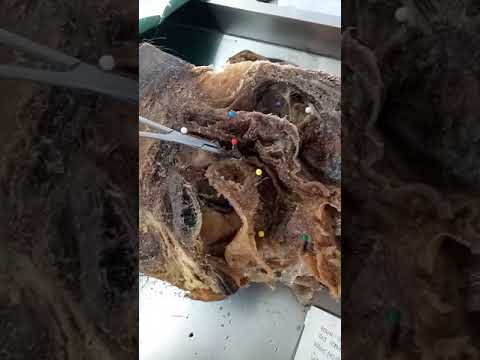 Male Reproductive Organ