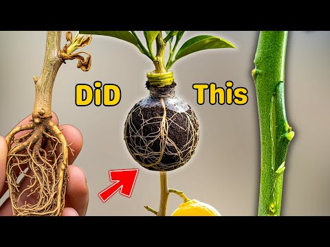 The Hidden Lemon Cloning Trick Gardeners Never Share Now Revealed for Fast Results!