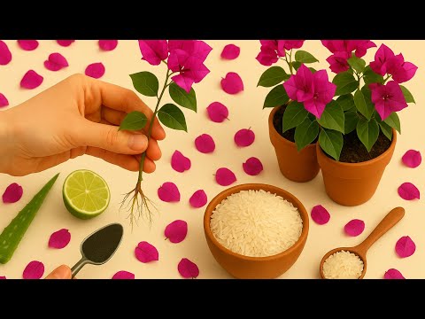How to propagate bougainvillea with rice: unique, simple and effective