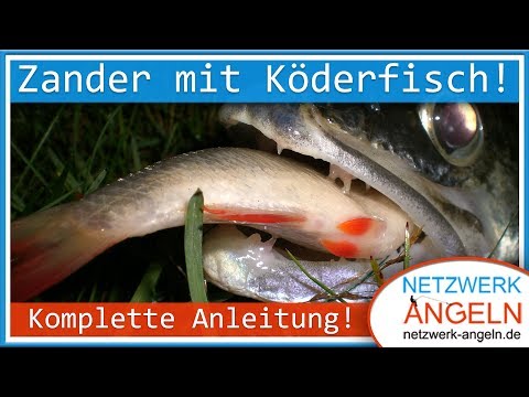 Zander mit Köderfisch  - So fängt jeder! [Komplette Anleitung!]