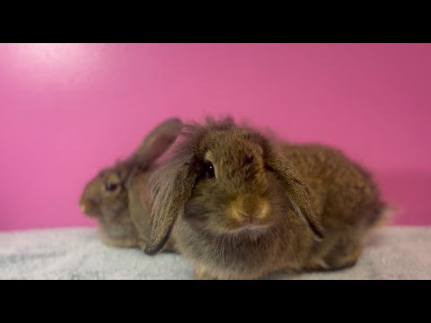 ‘We do our best’: Nonprofit overwhelmed with rabbit surrenders, dumps across U.S.