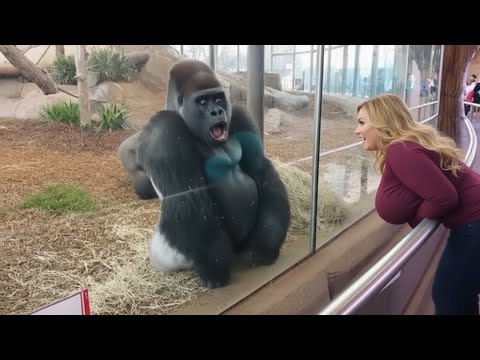 Unbelievable Gorilla Moments That Show How Human 🦍😱 Part 2 #gorilla  #gorillamoments  #animals