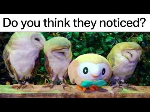 Pokemon Memes