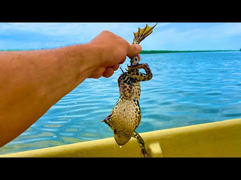 THEY SWALLOW THESE TOADS fishing in Astrakhan