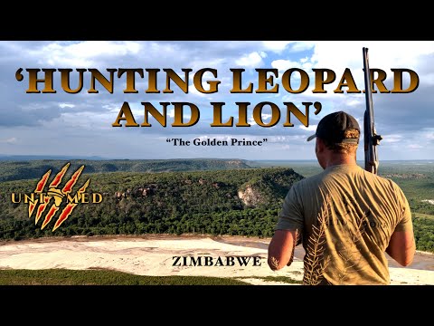 Hunting Leopard and Lion in Zimbabwe 'The Golden Prince' featuring Dalton & York Safaris.
