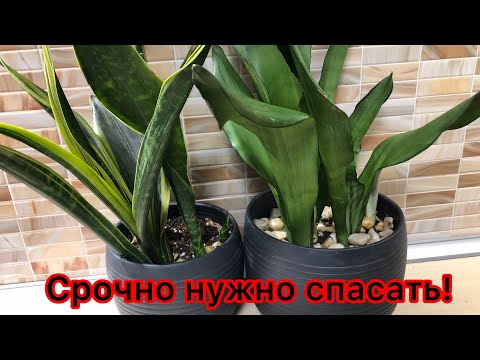 СПАСАЮ свои САНСЕВИЕРИИ. Пересадка Сансевиерий￼