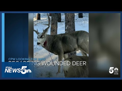 CPW aware of deer with arrow in its neck in Fox Fun Regional Park area