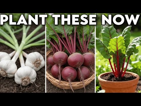 20 Most Productive Crops You Must Plant in November Before It's Too Late