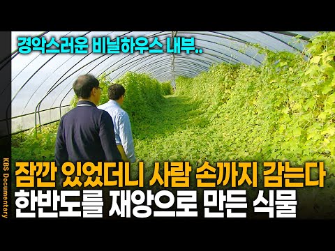"Wow, what is this?" The identity of the plant that caused disaster on the Korean Peninsula | KBS...