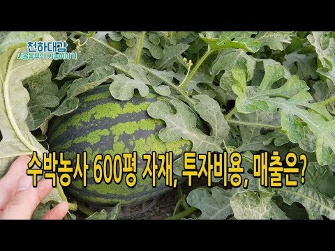 수박농사 600평 매출 엄청나요! 수박재배 자재, 비용 매출 [시골농부 천하대감]