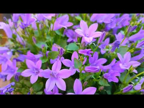 Прогулка по саду. Вспоминая 2023 год  (весна - лето) .