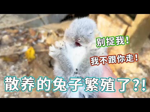 救命！我家兔子在野外偷偷繁殖，抓崽子现场堪比 “猫鼠游戏”！【天下一场梦】