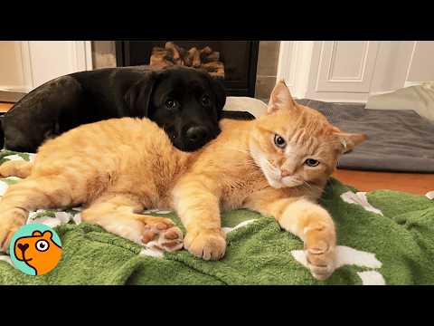Cat Was Only Child Until The Got a Lab Puppy | Cuddle Buddies