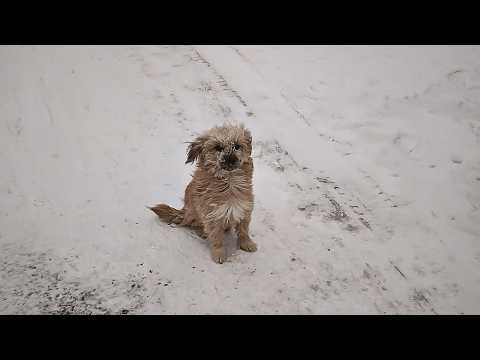 A stray dog gave birth to 8 puppies in a blizzard, suffering from cold and hunger with no food.