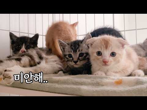 바닥이 없는 어둠에 빠진 것 같아요.. 버려진 폴드고양이 가족에게 비극이 찾아왔어요
