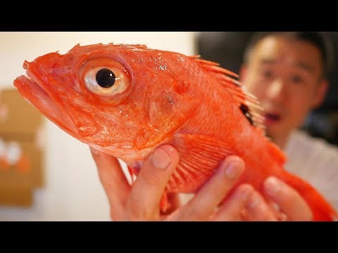 전신이 기름투성인 최고급생선으로 초밥을 하면 과연...!? Make Sushi with Japanese Kinki Fish