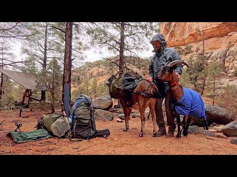 Pack Goats & Dogs Backpacking Stormy Desert Tarp Camping Firebox Stove BOX-POT One Pot Meals