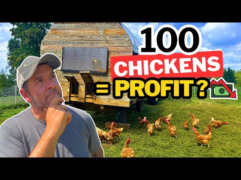 Small Farm Business: 100 Chickens Profitable? I Did The Math So You Don't Have To