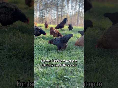Chickens are the BEST natural solution for ticks! #pestcontrol #chickens