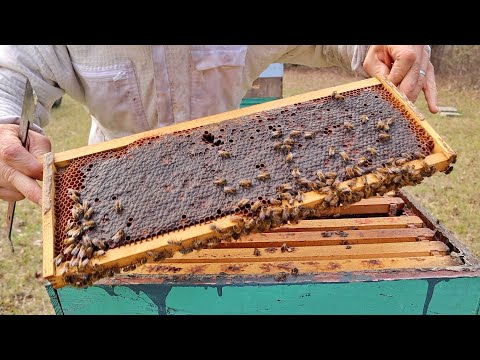 I Left Honey on The Beehives, Here's What Happened...