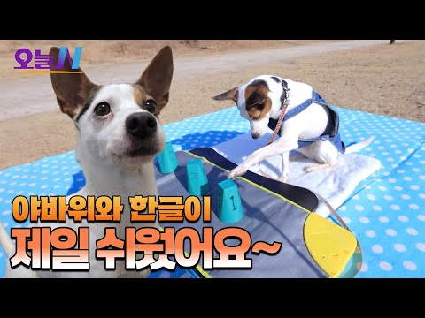 세종대왕도 감탄할 천재견의 탄생!  한글 읽는 야바위 천재견 코코🐶