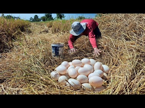 Wow Wow amazing !A farmer collects a lot of duck eggs in the rice field through straw.