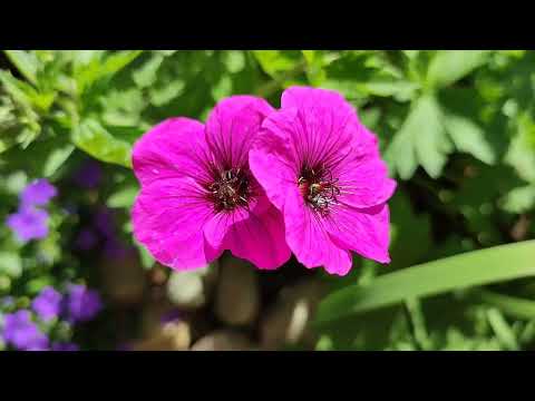 Май волшебник. ЦВЕТОЧНАЯ ПАЛИТРА У ПРУДА.