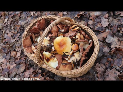 Assorted Mushrooms in the Oak Grove: From Flammulina to Toadstools